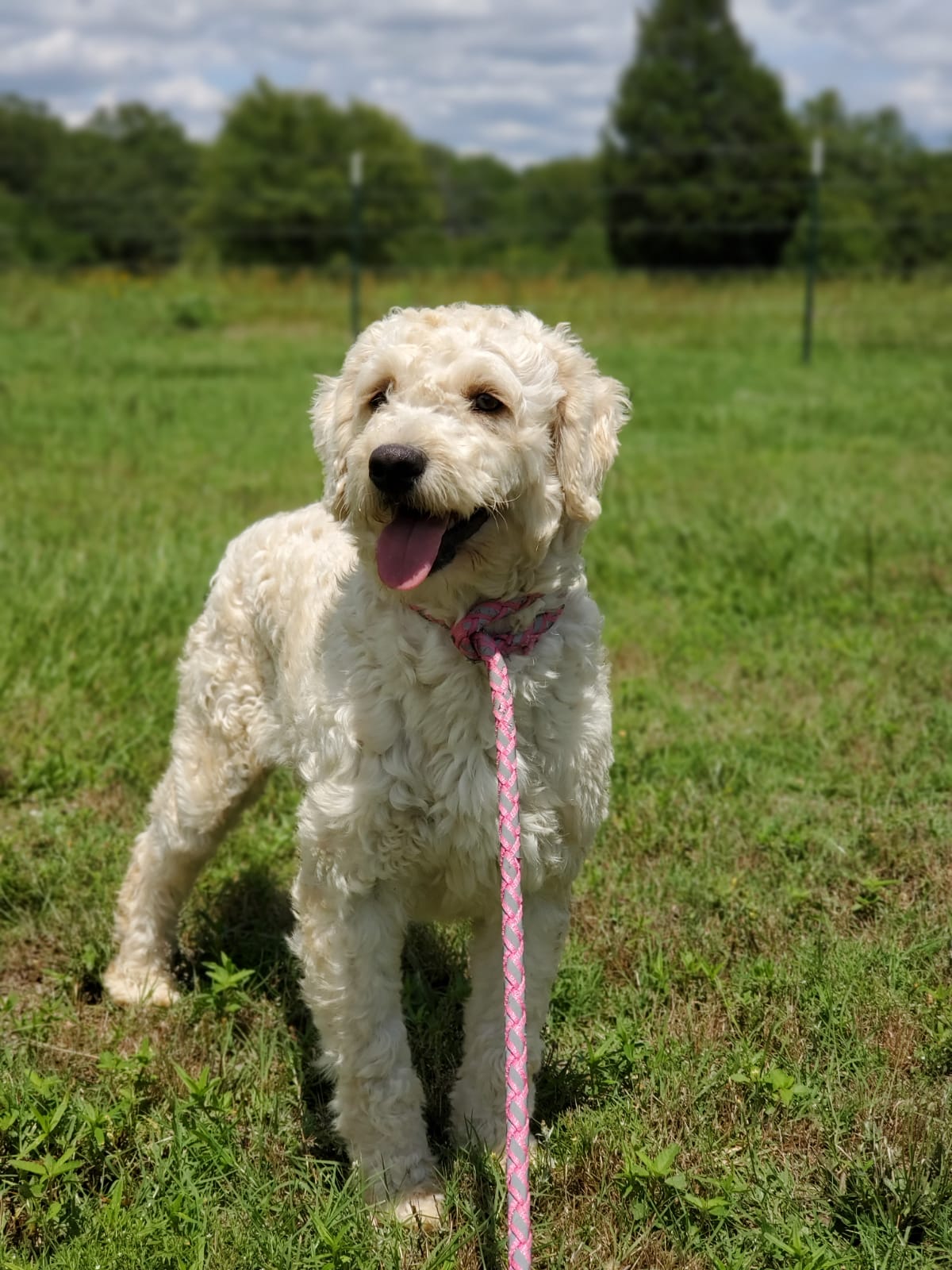 F1-B Mini Goldendoodle Puppy - Tracker 4 F1-B Mini Goldendoodle puppy F1-B Mini Goldendoodle Puppy - Tracker - Image 4