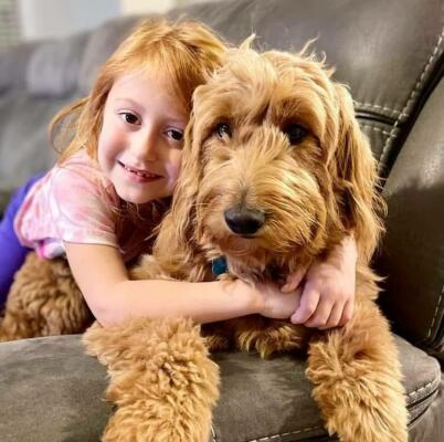 Goldendoodles Good With Kids