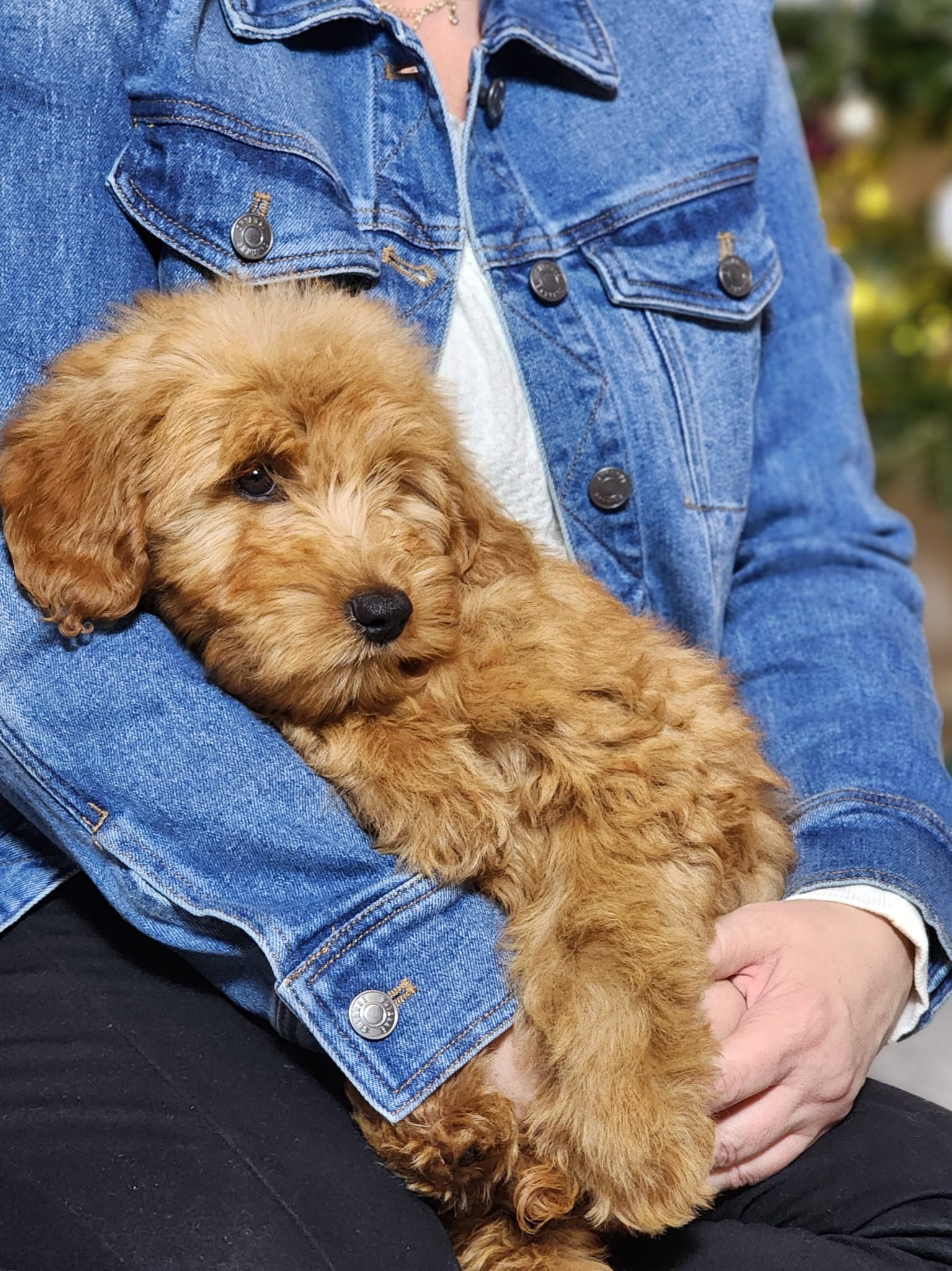 f1-b mini goldendoodle puppy
