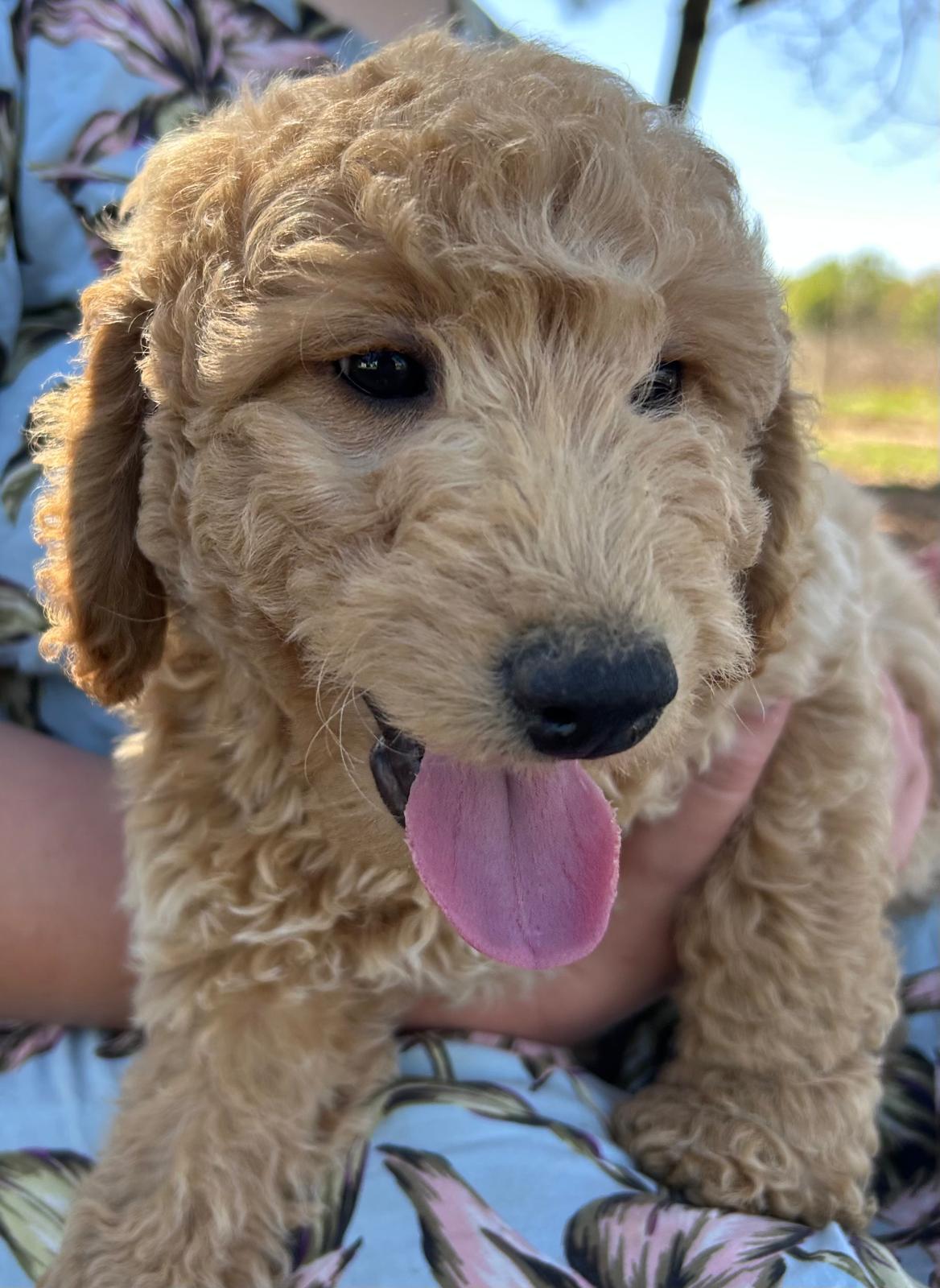 F1-B Mini Goldendoodle Puppy - Digger 4 F1-B Mini Goldendoodle puppy mini goldendoodle puppy