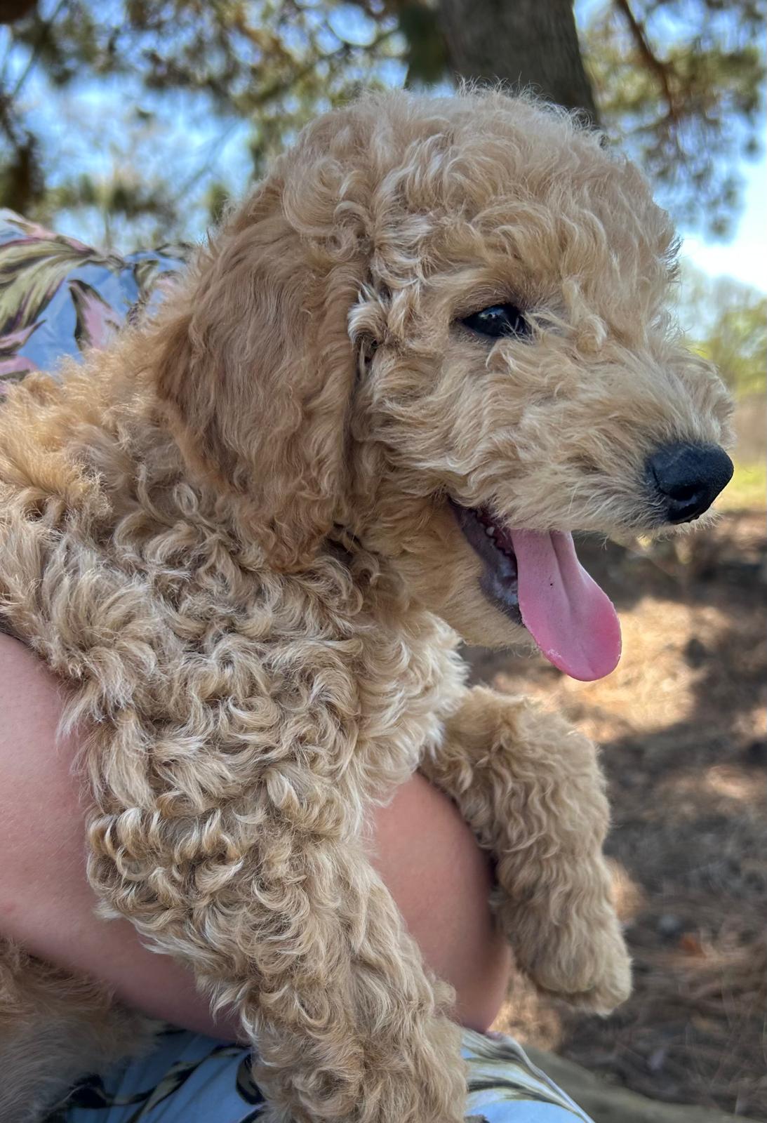 F1-B Mini Goldendoodle Puppy - Duke 3 F1-B Mini Goldendoodle puppy mini goldendoodle puppy