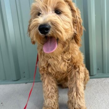 F1-B mini goldendoodle puppy