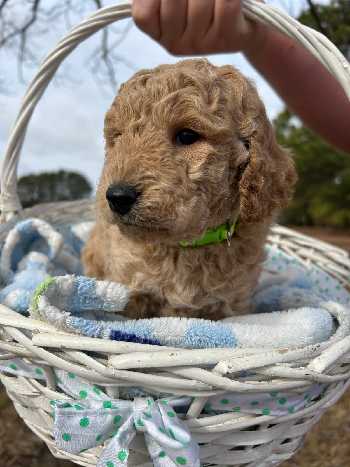 F1-B Mini Goldendoodle Puppy - Digger 5 F1-B Mini Goldendoodle puppy F1-B Mini Goldendoodle Puppy - Digger - Image 5