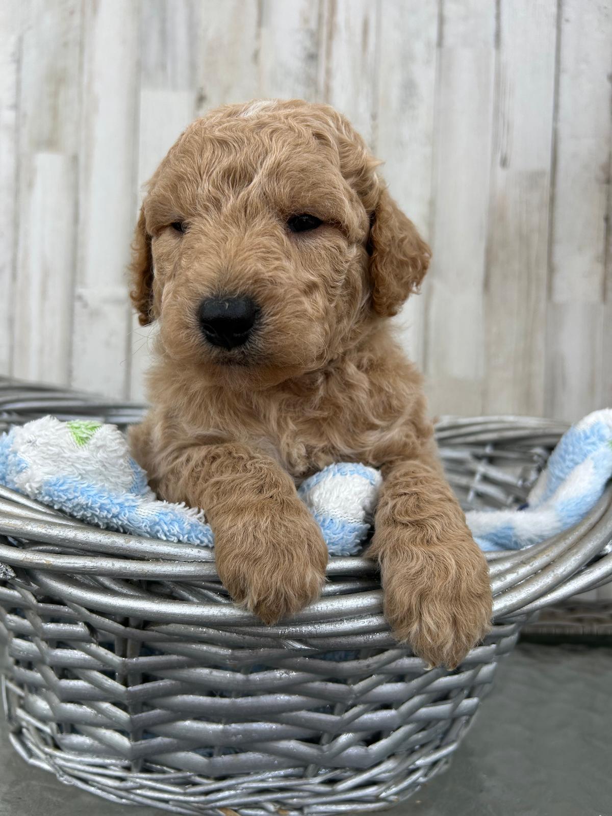 F1-B Mini Goldendoodle Puppy - Duke 4 F1-B Mini Goldendoodle puppy F1B mini goldendoodle