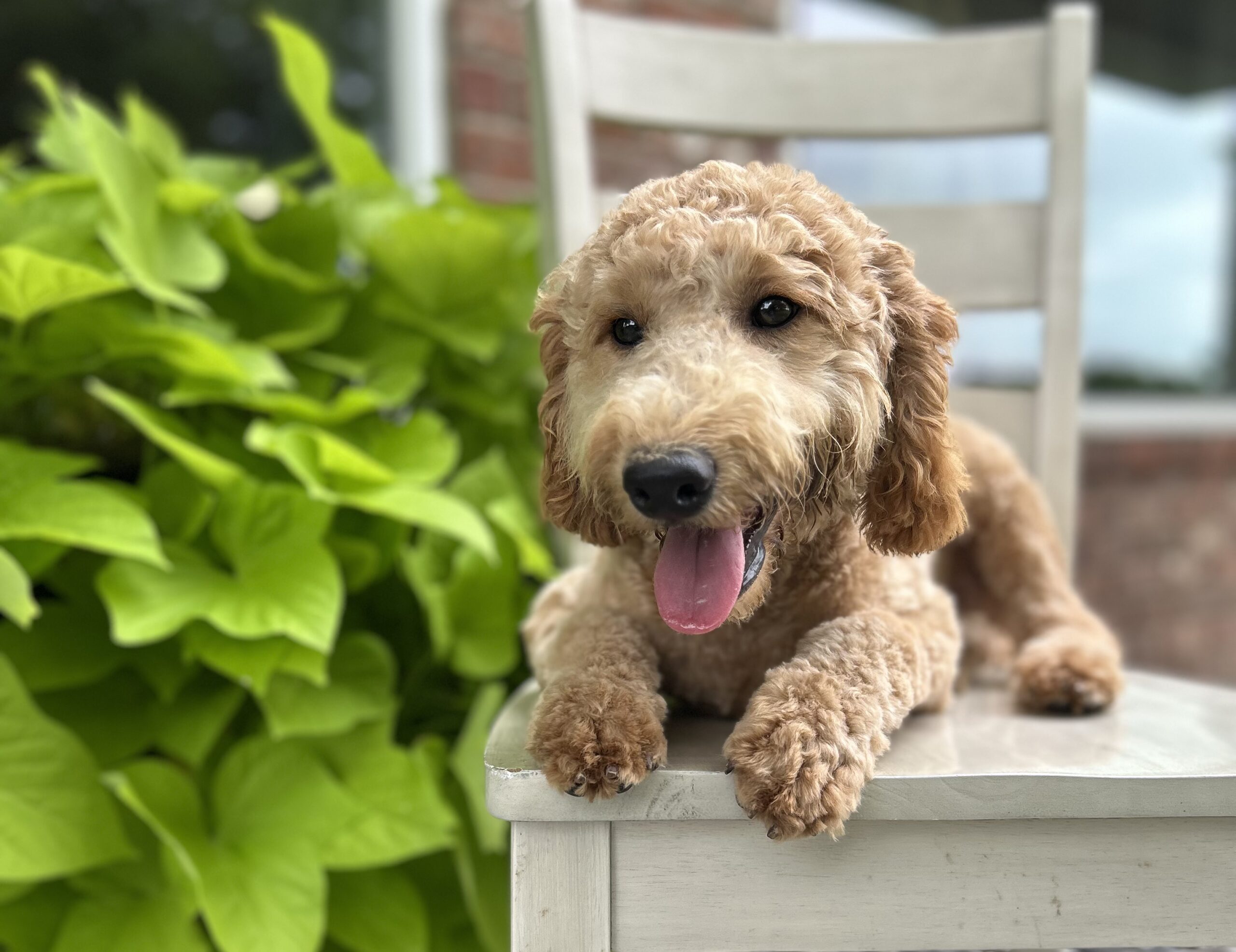 F1-B Mini Goldendoodle Puppy - Digger 1 F1-B Mini Goldendoodle puppy F1-B Mini Goldendoodle Puppy - Digger