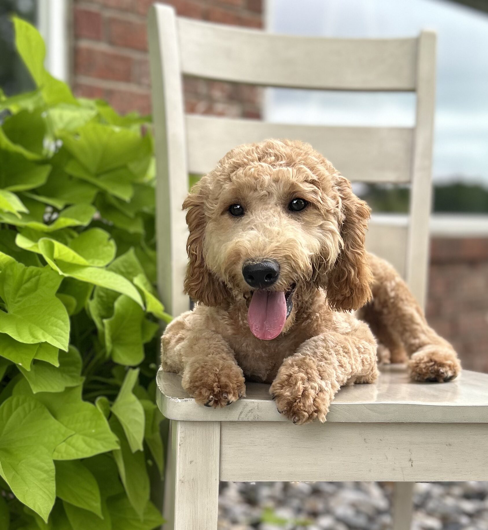 F1-B Mini Goldendoodle Puppy - Digger 8 F1-B Mini Goldendoodle puppy F1-B Mini Goldendoodle Puppy - Digger - Image 8