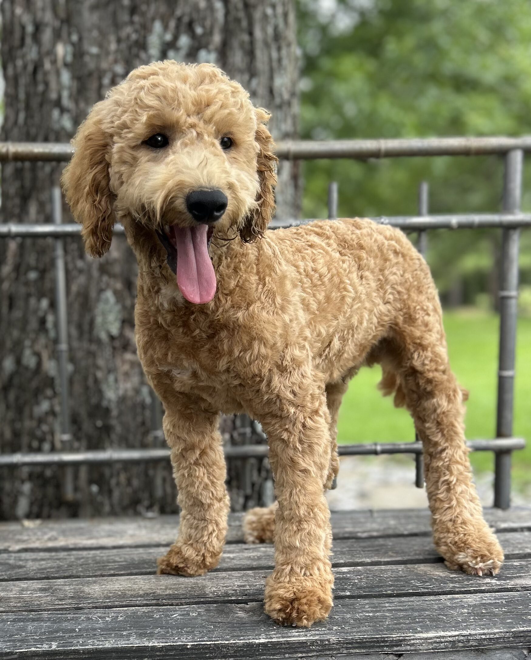 F1-B Mini Goldendoodle Puppy - Duke 7 F1-B Mini Goldendoodle puppy F1-B Mini Goldendoodle Puppy - Duke - Image 7