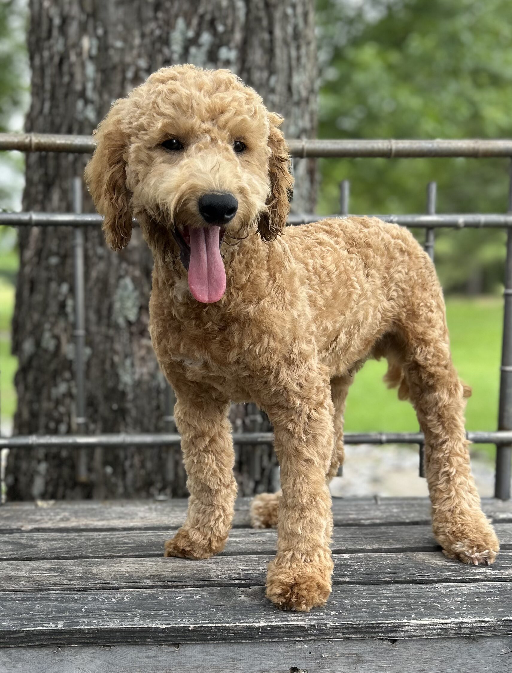 F1-B Mini Goldendoodle Puppy - Duke 1 F1-B Mini Goldendoodle puppy F1-B Mini Goldendoodle Puppy - Duke
