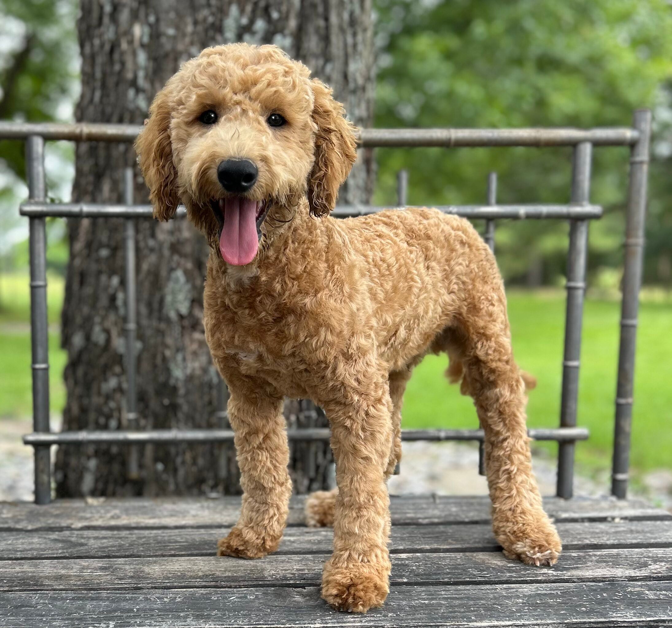 F1-B Mini Goldendoodle Puppy - Duke 8 F1-B Mini Goldendoodle puppy F1-B Mini Goldendoodle Puppy - Duke - Image 8