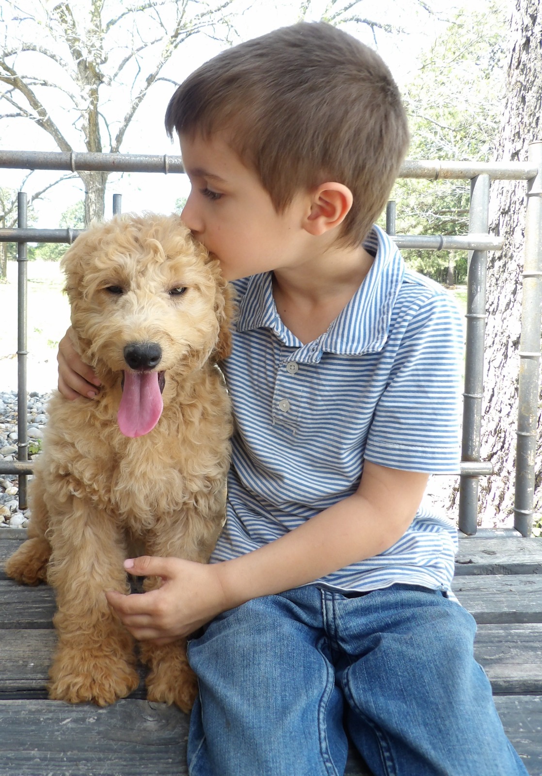 F1-B Mini Goldendoodle Puppy - Digger 3 F1-B Mini Goldendoodle puppy mini goldendoodle puppy