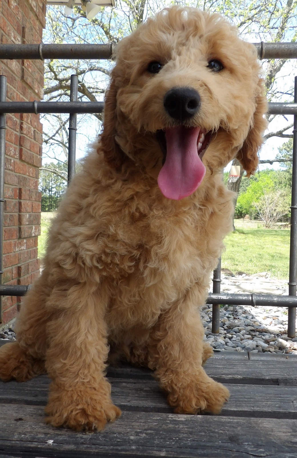 F1-B Mini Goldendoodle Puppy - Digger 2 F1-B Mini Goldendoodle puppy mini goldendoodle puppy