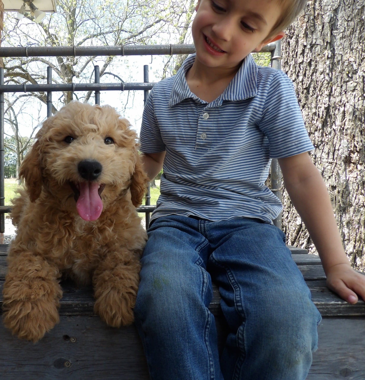 F1-B Mini Goldendoodle Puppy - Duke 2 F1-B Mini Goldendoodle puppy mini goldendoodle puppy