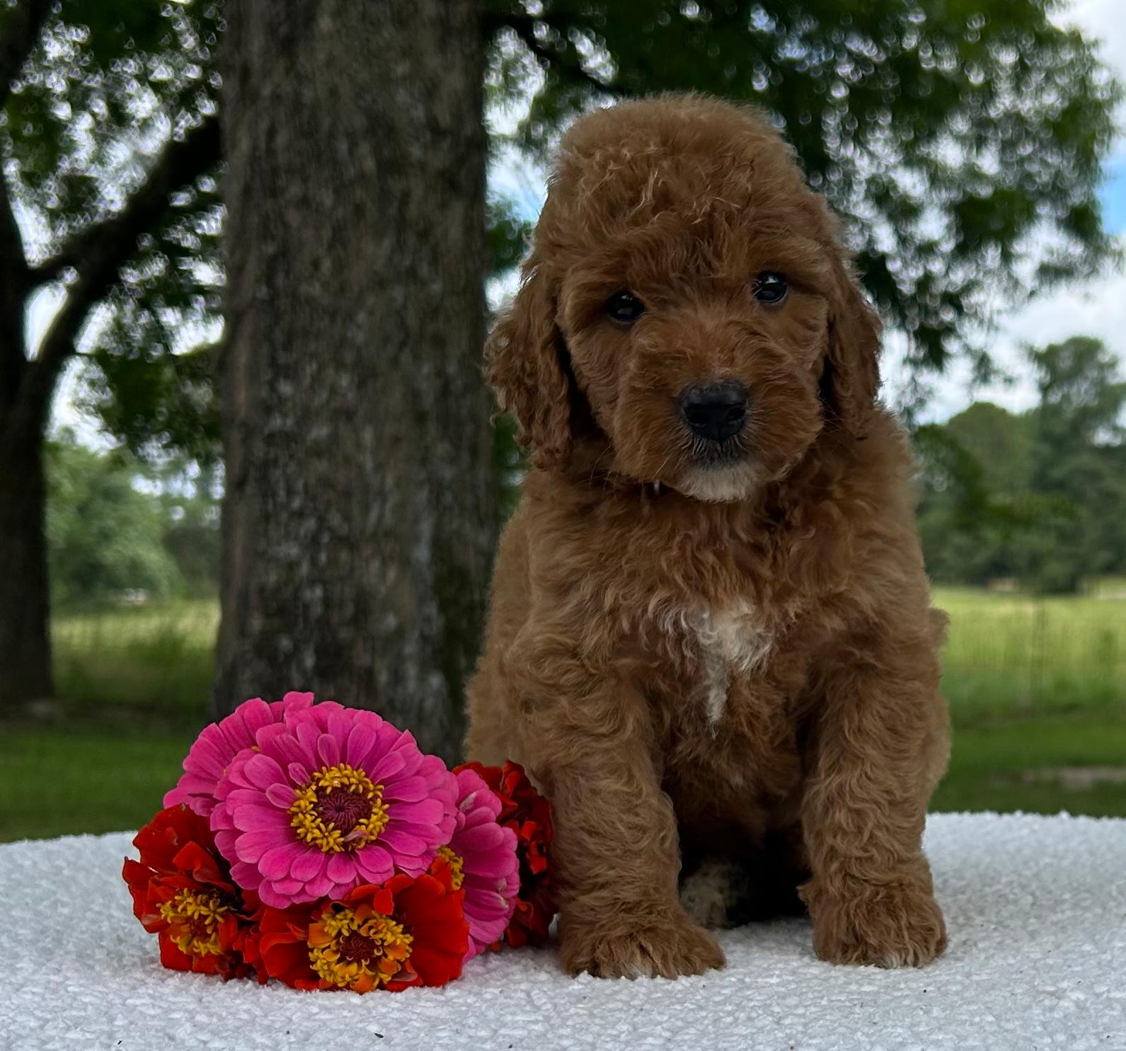 F1-B Mini Goldendoodle Puppy - Olive 3 F1-B Mini Goldendoodle puppy F1-B Mini Goldendoodle Puppy - Olive - Image 3