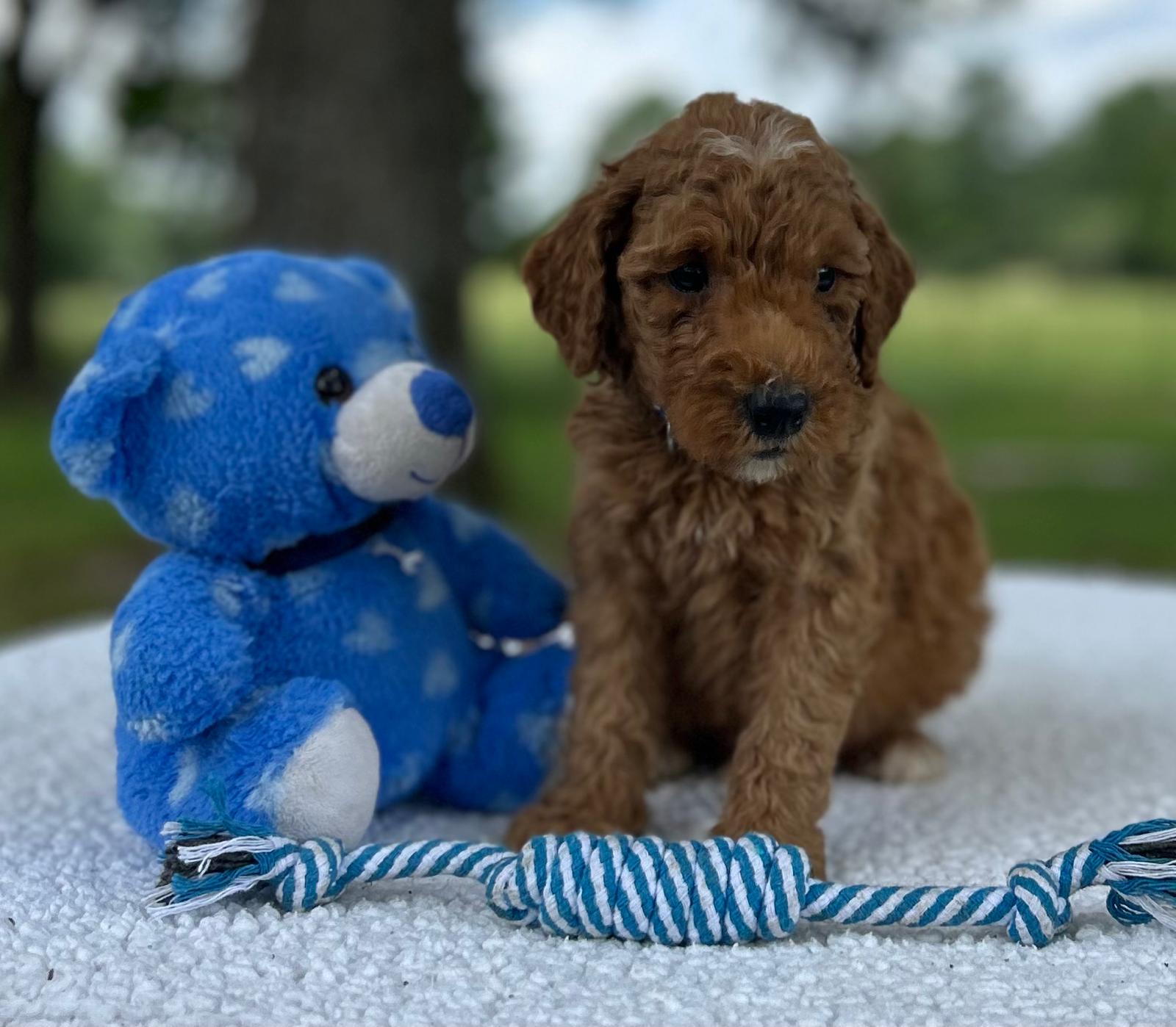F1-B Mini Goldendoodle Puppy - Oakley 2 F1-B Mini Goldendoodle puppy F1-B Mini Goldendoodle Puppy - Oakley - Image 2