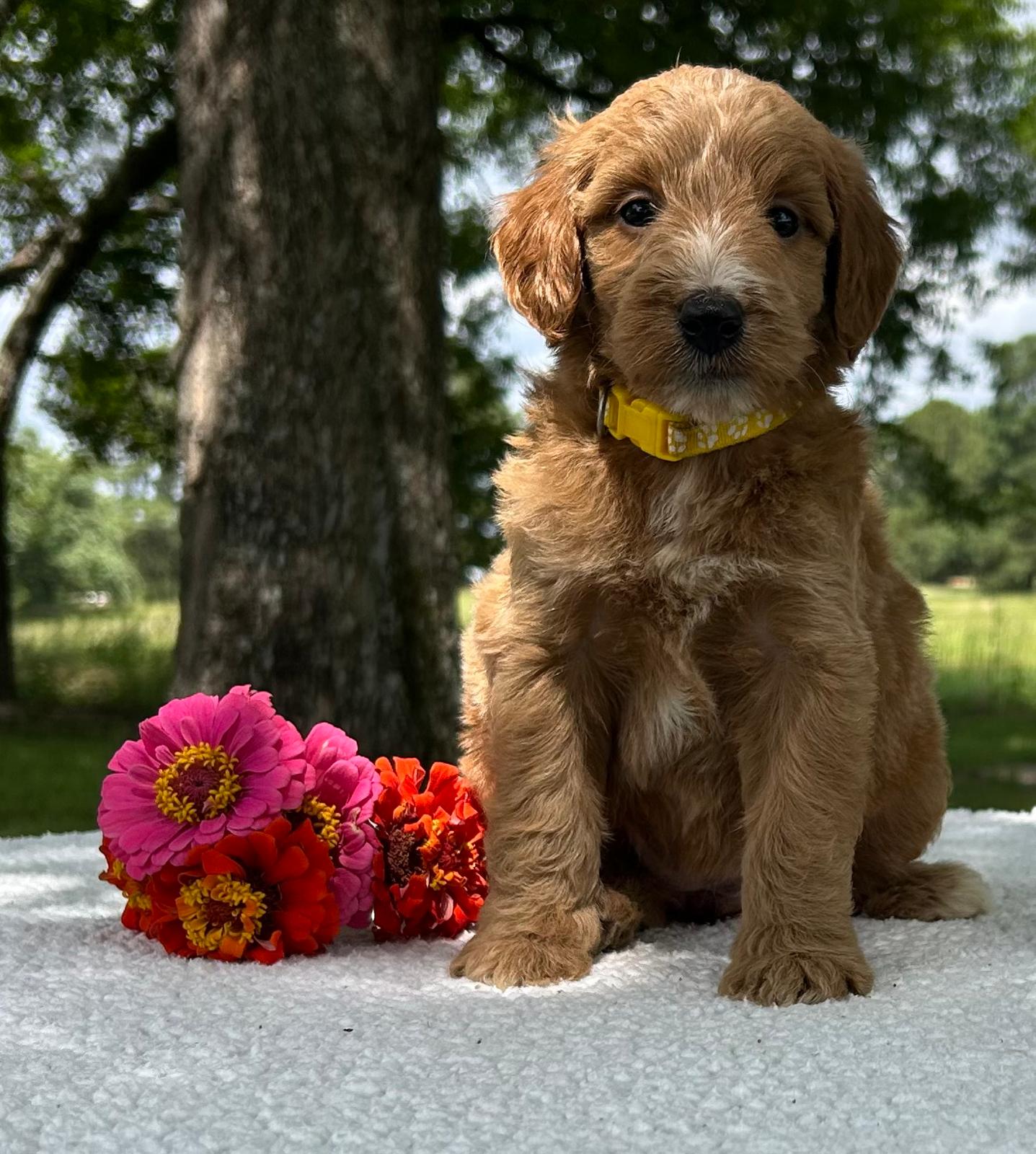 F1-B Mini Goldendoodle Puppy - Olivia 2 F1-B Mini Goldendoodle puppy F1-B Mini Goldendoodle Puppy - Olivia - Image 2