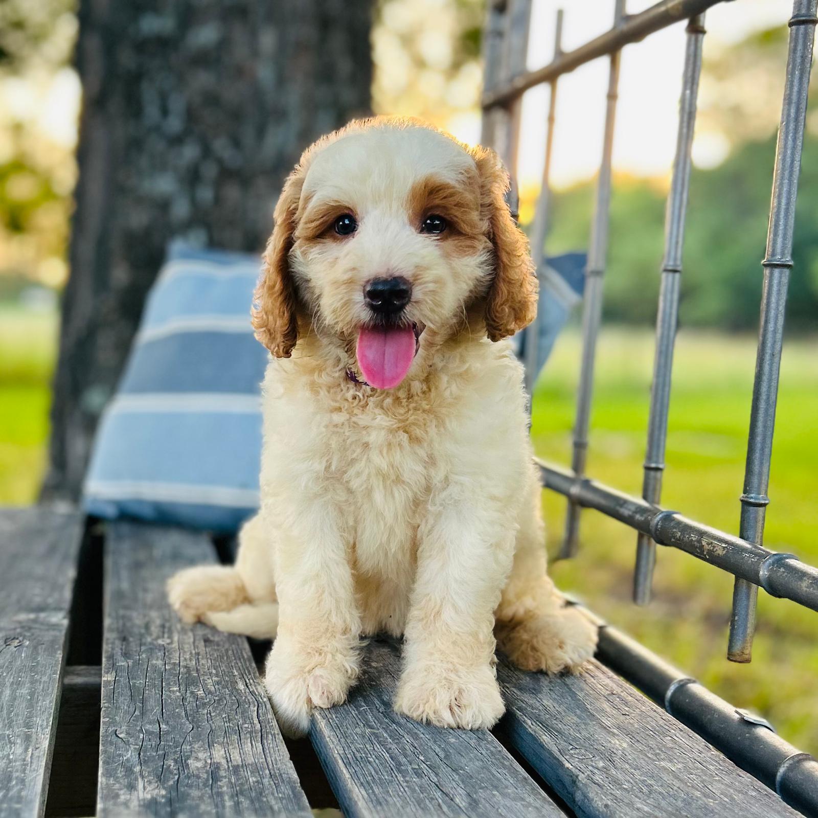 F1-B Mini Goldendoodle Puppy - Tracy 1 F1-B Mini Goldendoodle Puppy F1-B Mini Goldendoodle puppy