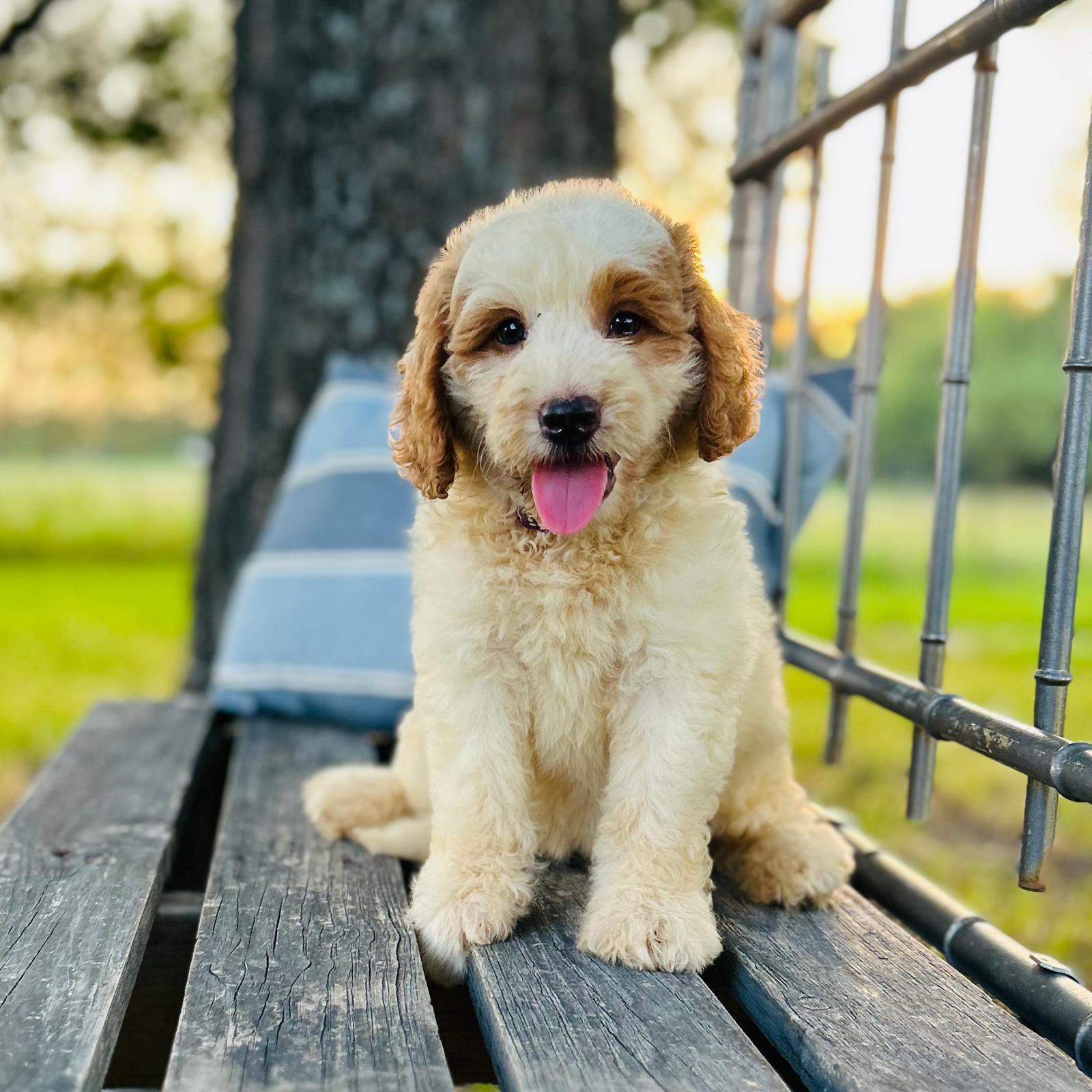 F1-B Mini Goldendoodle Puppy - Tracy 3 F1-B Mini Goldendoodle Puppy F1-B Mini Goldendoodle puppy