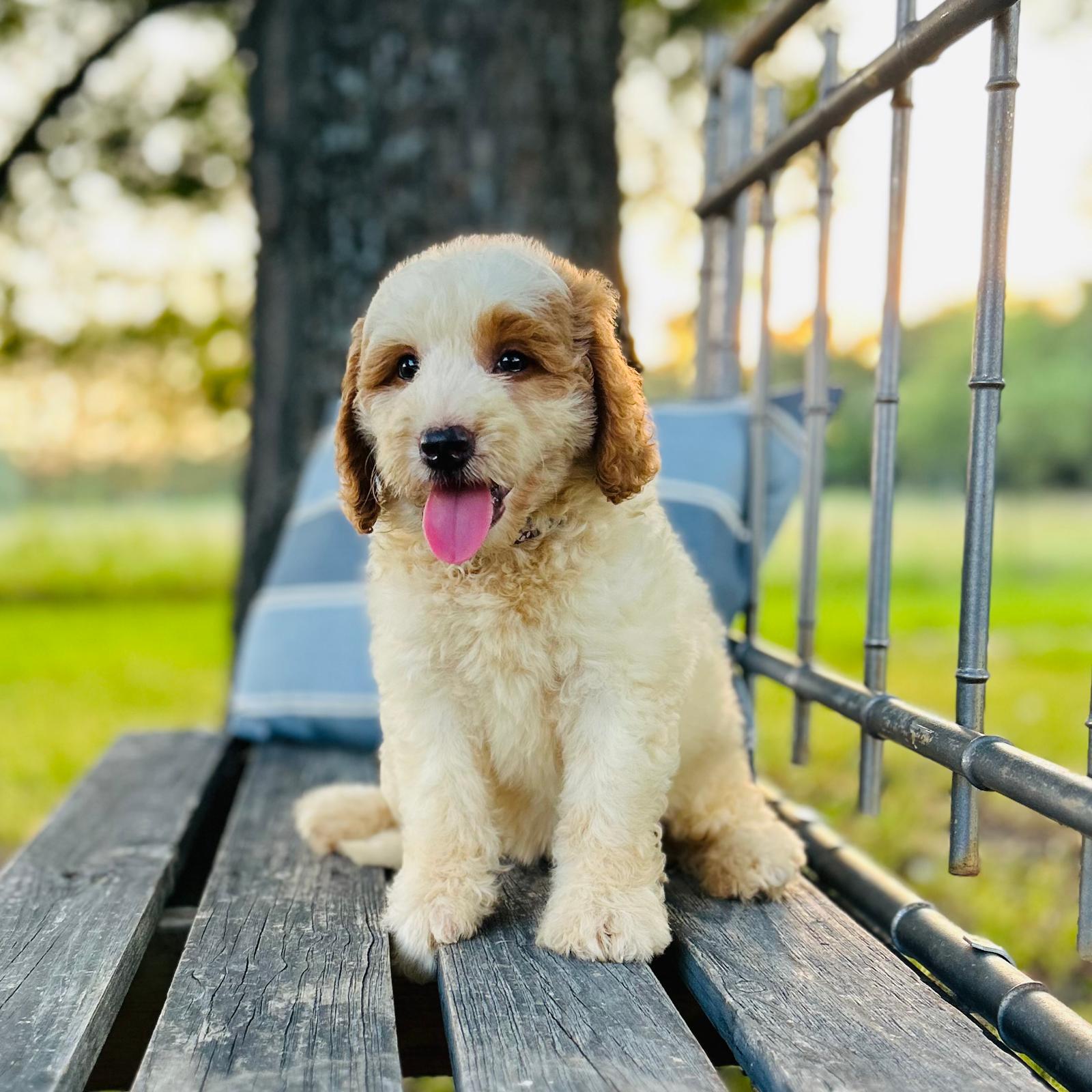 F1-B Mini Goldendoodle Puppy - Tracy 2 F1-B Mini Goldendoodle Puppy F1-B Mini Goldendoodle puppy