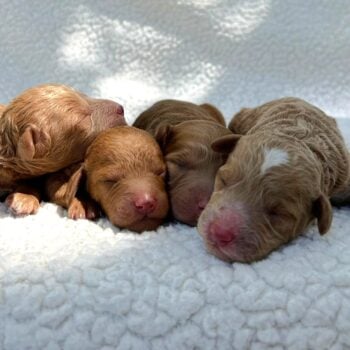 f1-b mini goldendoodle puppy