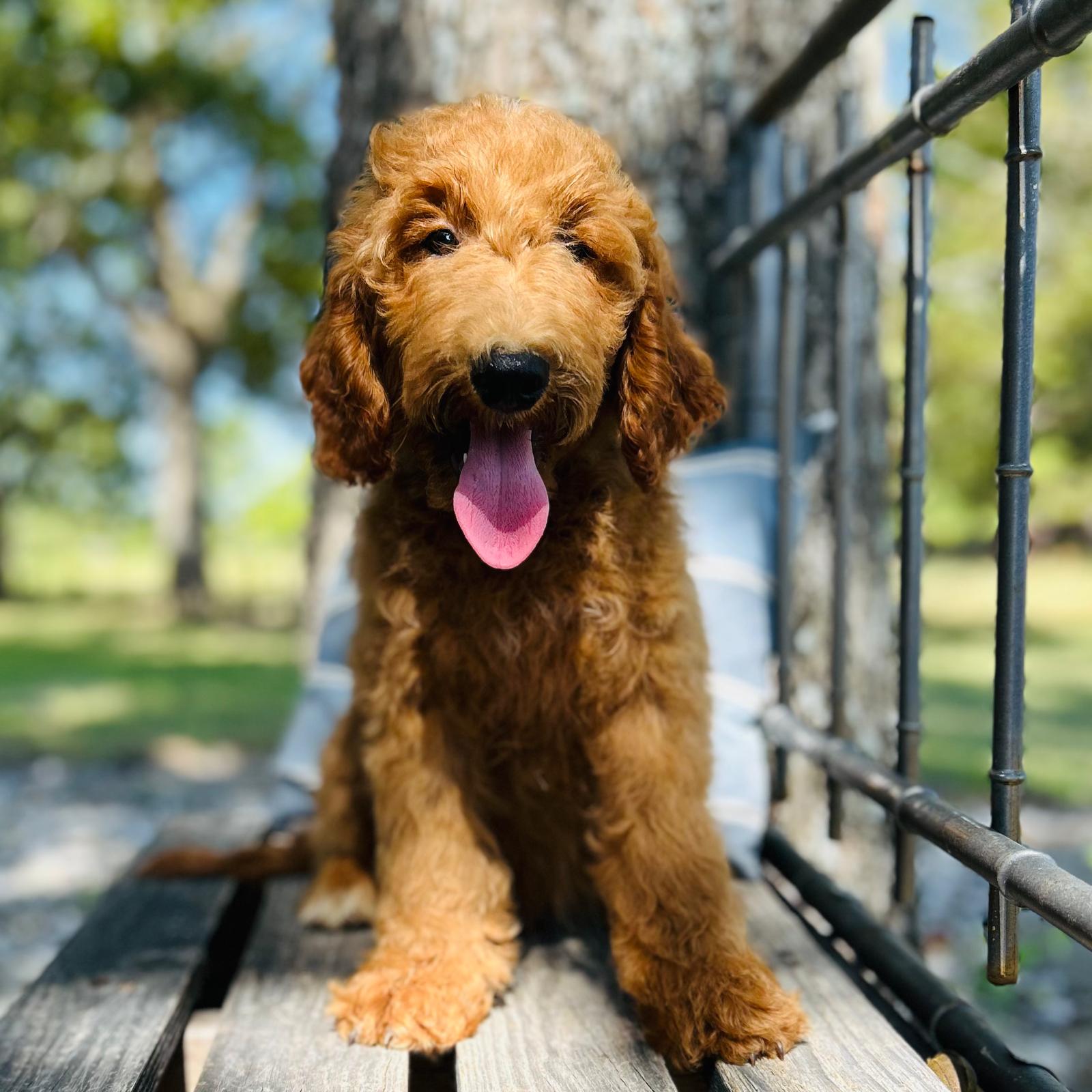 F1-B Mini Goldendoodle Puppy - Oakley 4 F1-B Mini Goldendoodle puppy F1-B Mini Goldendoodle Puppy - Oakley - Image 4