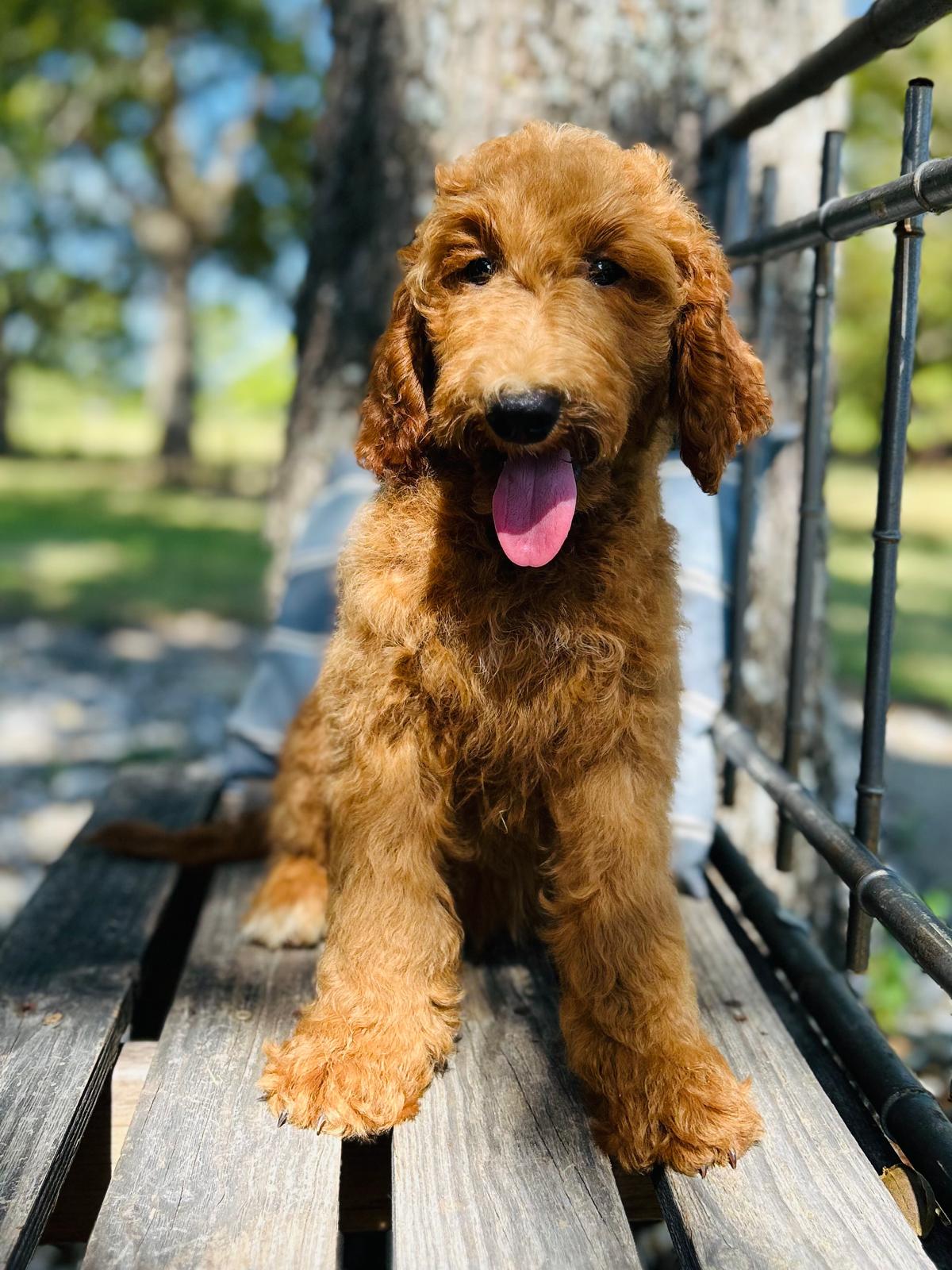 F1-B Mini Goldendoodle Puppy - Oakley 3 F1-B Mini Goldendoodle puppy F1-B Mini Goldendoodle Puppy - Oakley - Image 3