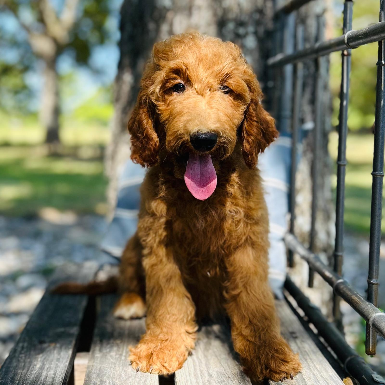 F1-B Mini Goldendoodle Puppy - Oakley 1 F1-B Mini Goldendoodle puppy F1-B Mini Goldendoodle Puppy - Oakley