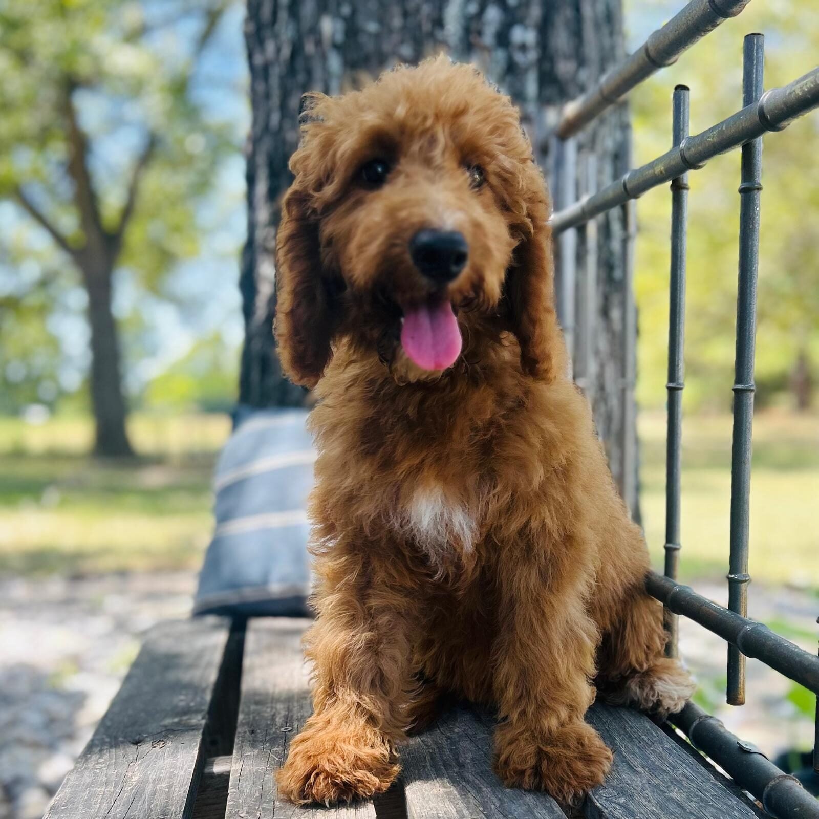 F1-B Mini Goldendoodle Puppy - Olive 1 F1-B Mini Goldendoodle puppy F1-B mini goldendoodle puppy