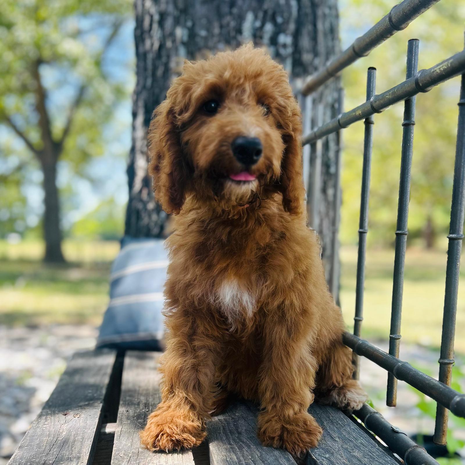 F1-B Mini Goldendoodle Puppy - Olive 2 F1-B Mini Goldendoodle puppy F1-B mini goldendoodle puppy