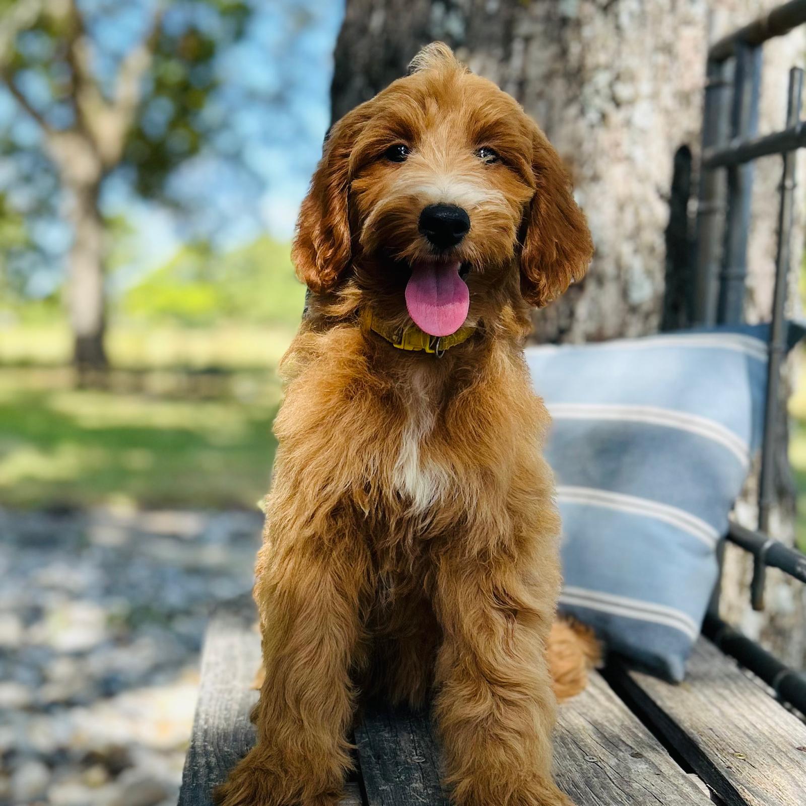 F1-B Mini Goldendoodle Puppy - Olivia 1 F1-B Mini Goldendoodle puppy F1-B Mini Goldendoodle Puppy - Olivia