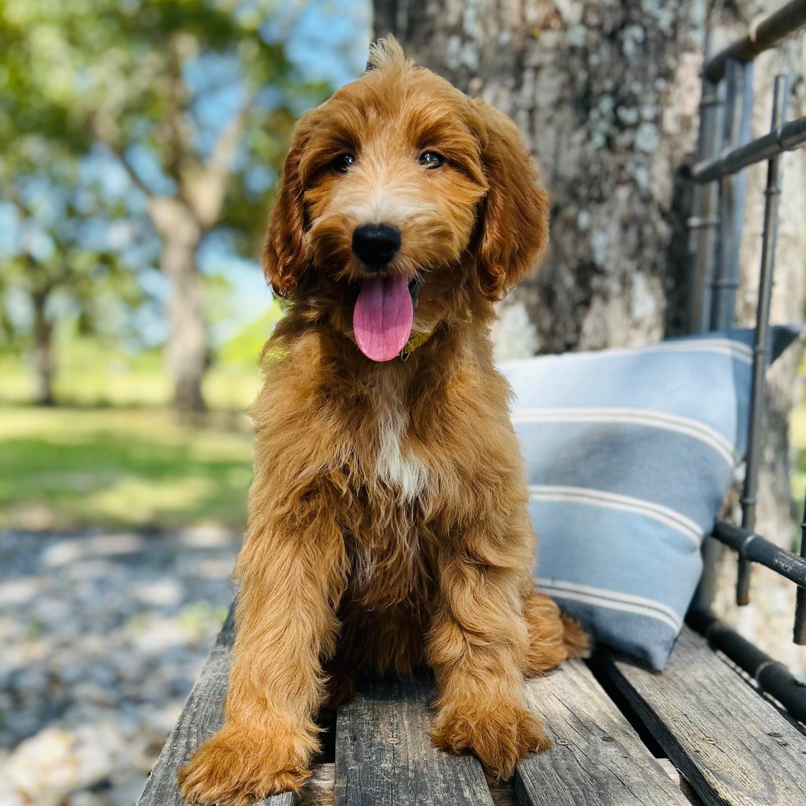 F1-B Mini Goldendoodle Puppy - Olivia 3 F1-B Mini Goldendoodle puppy F1-B Mini Goldendoodle Puppy - Olivia - Image 3