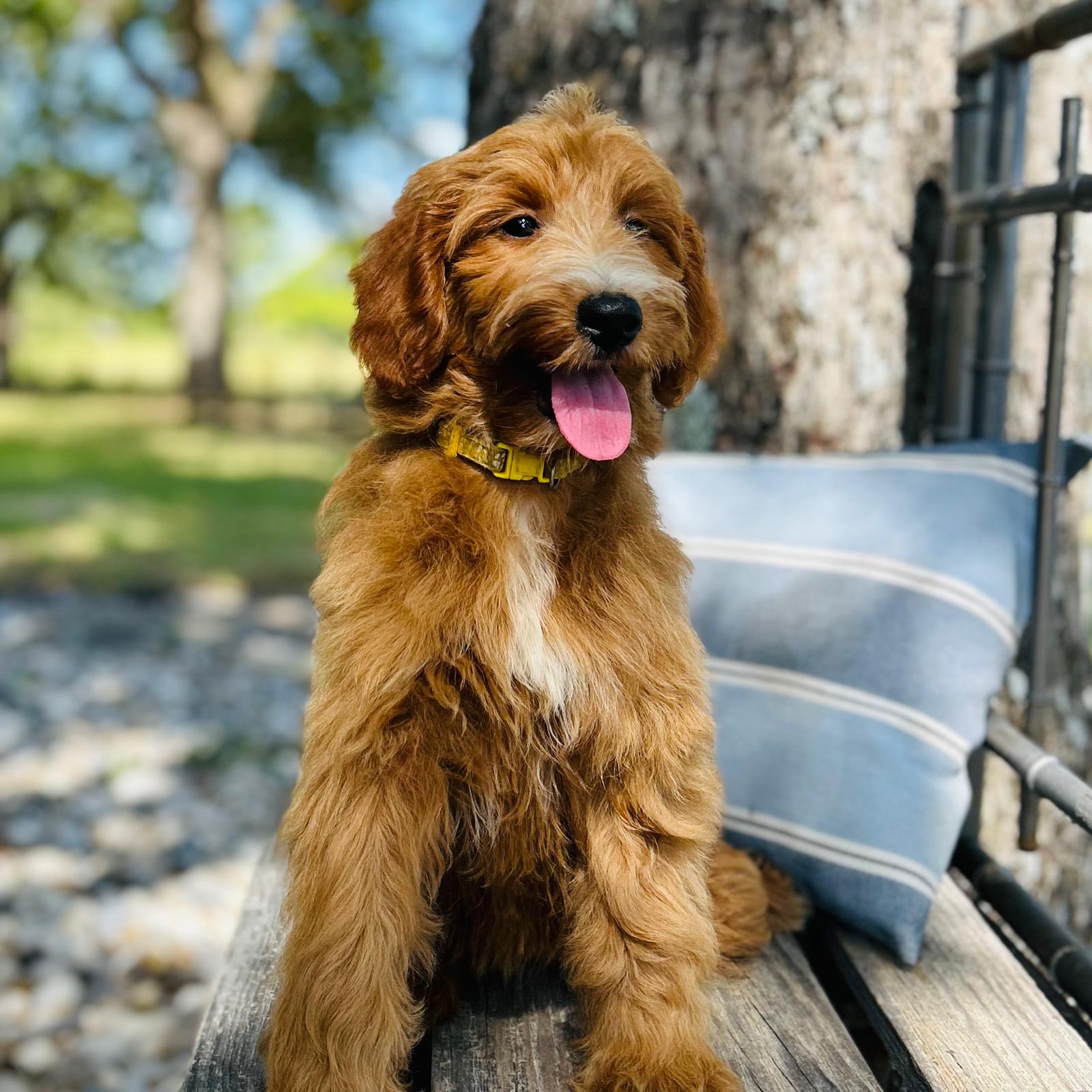 F1-B Mini Goldendoodle Puppy - Olivia 4 F1-B Mini Goldendoodle puppy F1-B Mini Goldendoodle Puppy - Olivia - Image 4