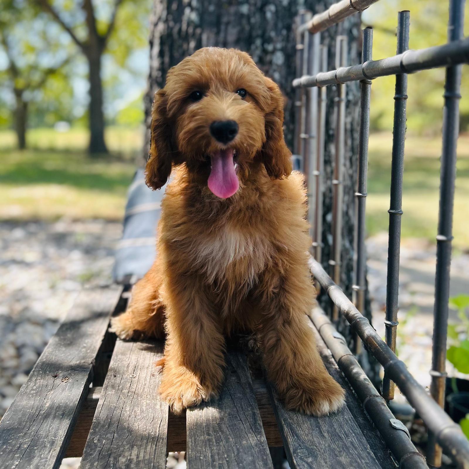 F1-B Mini Goldendoodle Puppy - Owen 4 F1-B Mini Goldendoodle puppy F1-B Mini Goldendoodle Puppy - Owen - Image 4