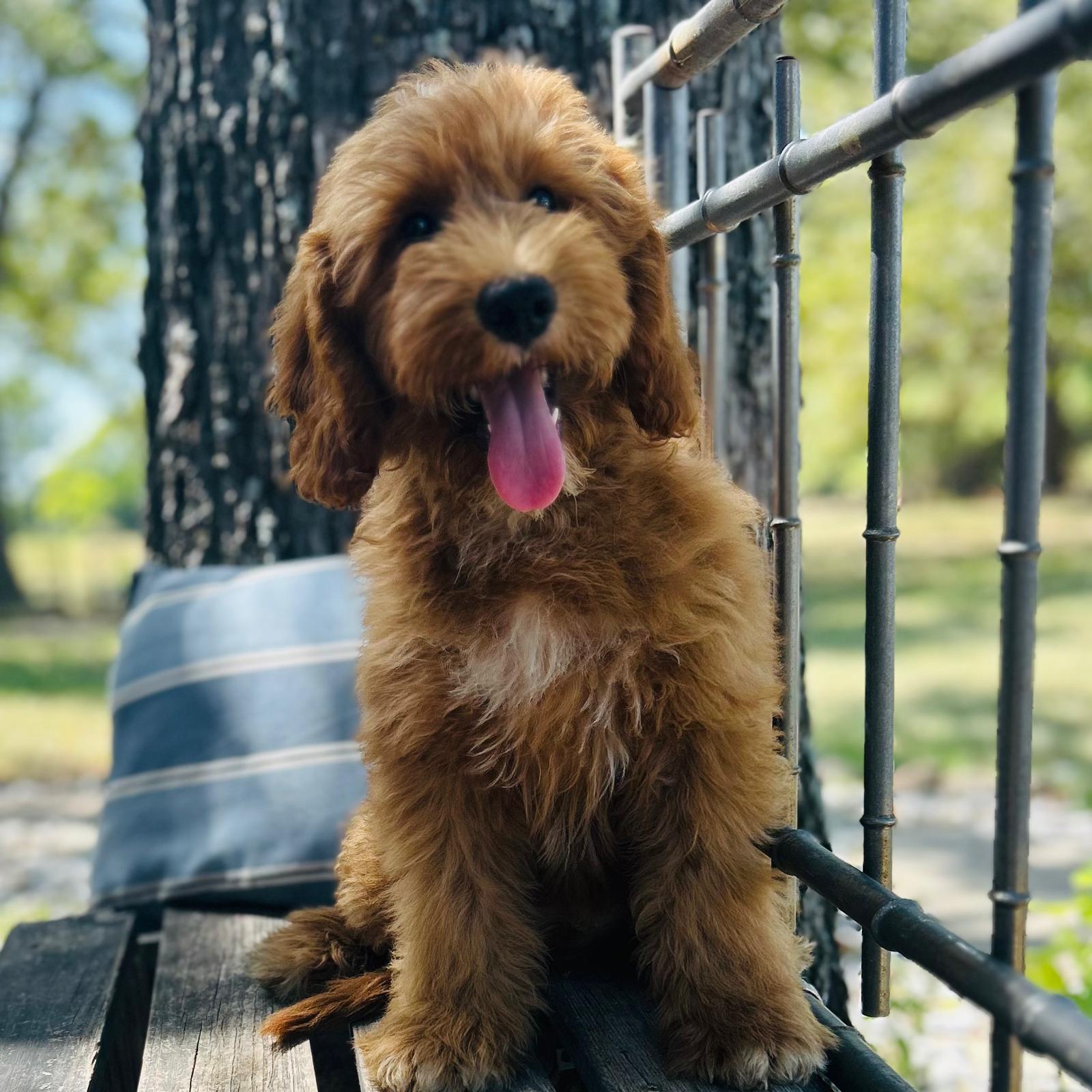 F1-B Mini Goldendoodle Puppy - Owen 1 F1-B Mini Goldendoodle puppy F1-B Mini Goldendoodle Puppy - Owen