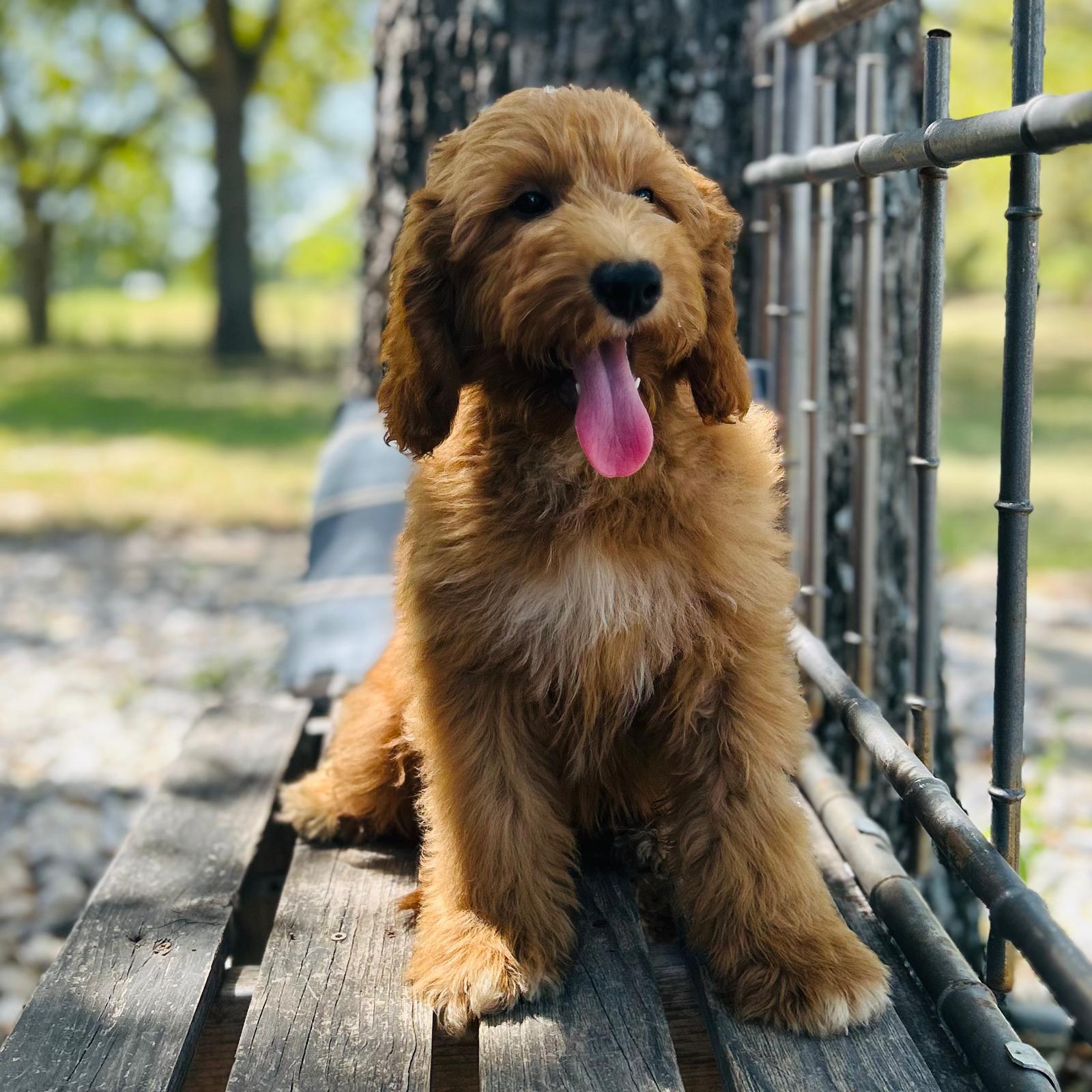 F1-B Mini Goldendoodle Puppy - Owen 3 F1-B Mini Goldendoodle puppy F1-B Mini Goldendoodle Puppy - Owen - Image 3