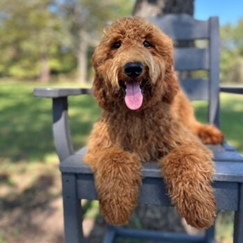 F1-B Mini Goldendoodle Puppy - Bambi