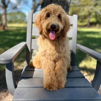 F1-B Mini Goldendoodle Puppy - Bella
