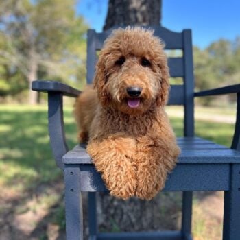 F1-B Mini Goldendoodle Puppy - Biscuit
