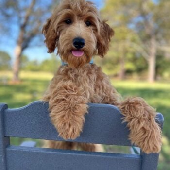 F1-B Mini Goldendoodle Puppy - Buddy